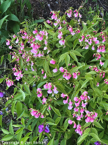 Lathyrus vernus 'Roseus', kev�tlinnunherne